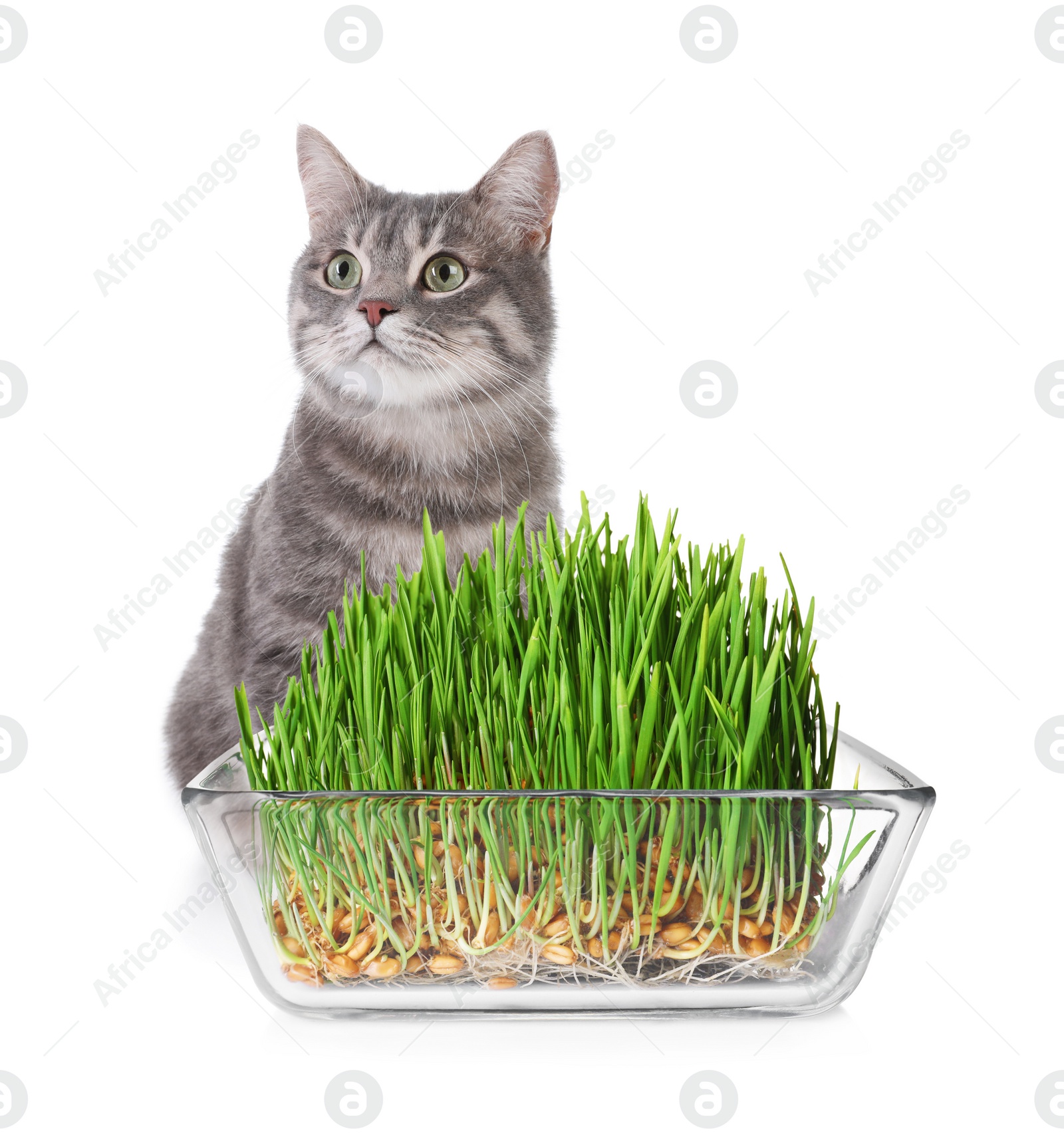 Image of Adorable cat and glass bowl with fresh green grass on white background