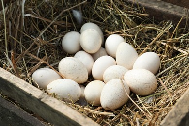Photo of Nesting box with pile of white turkey eggs