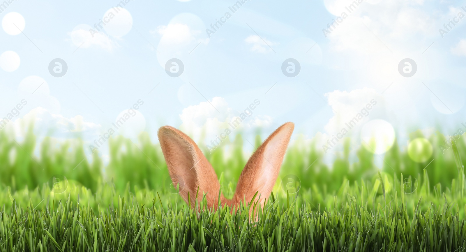 Image of Cute Easter bunny hiding in green grass outdoors, space for text. Banner design