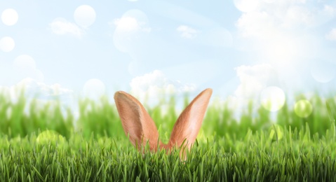 Image of Cute Easter bunny hiding in green grass outdoors, space for text. Banner design