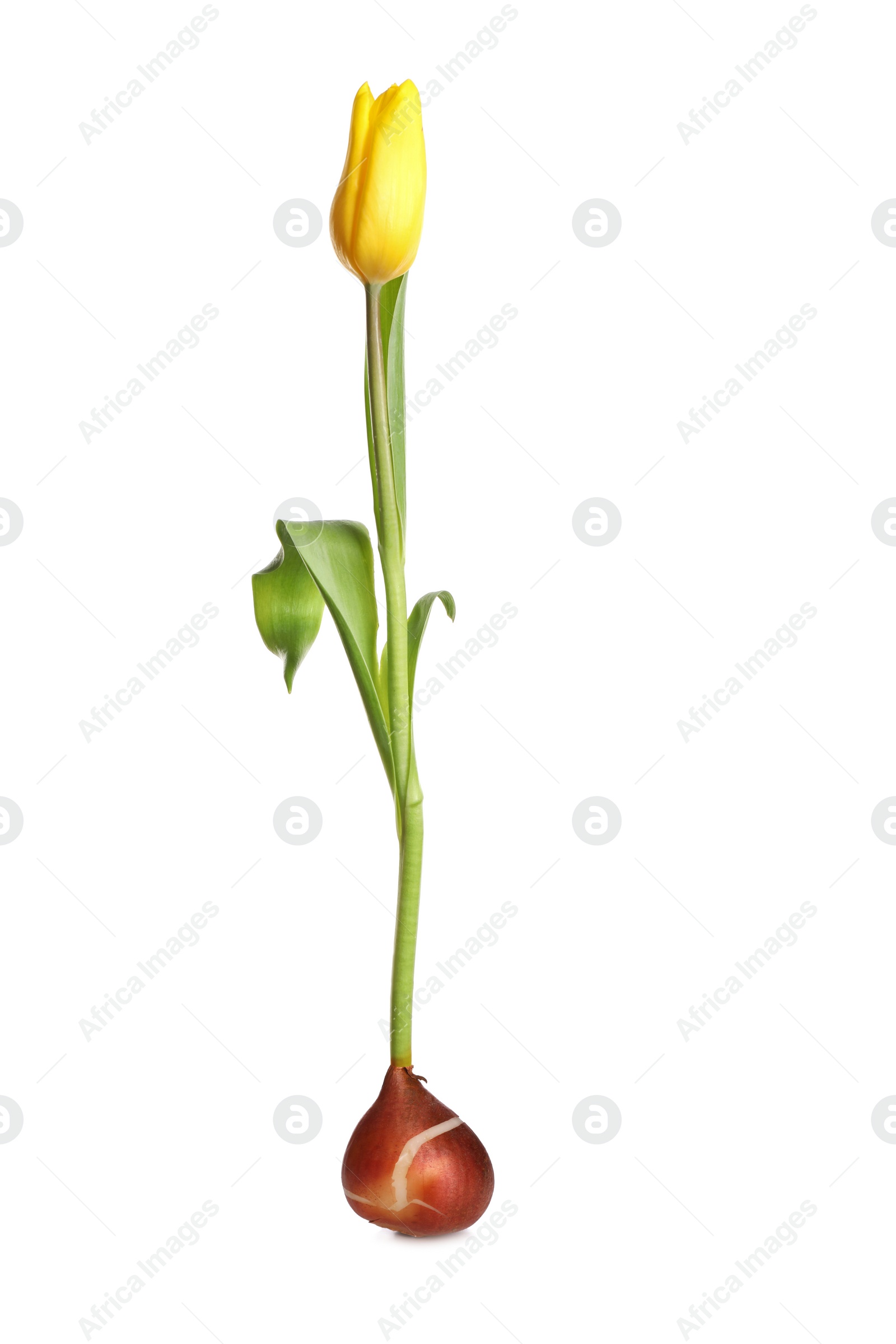 Image of Yellow tulip flower with bulb on white background