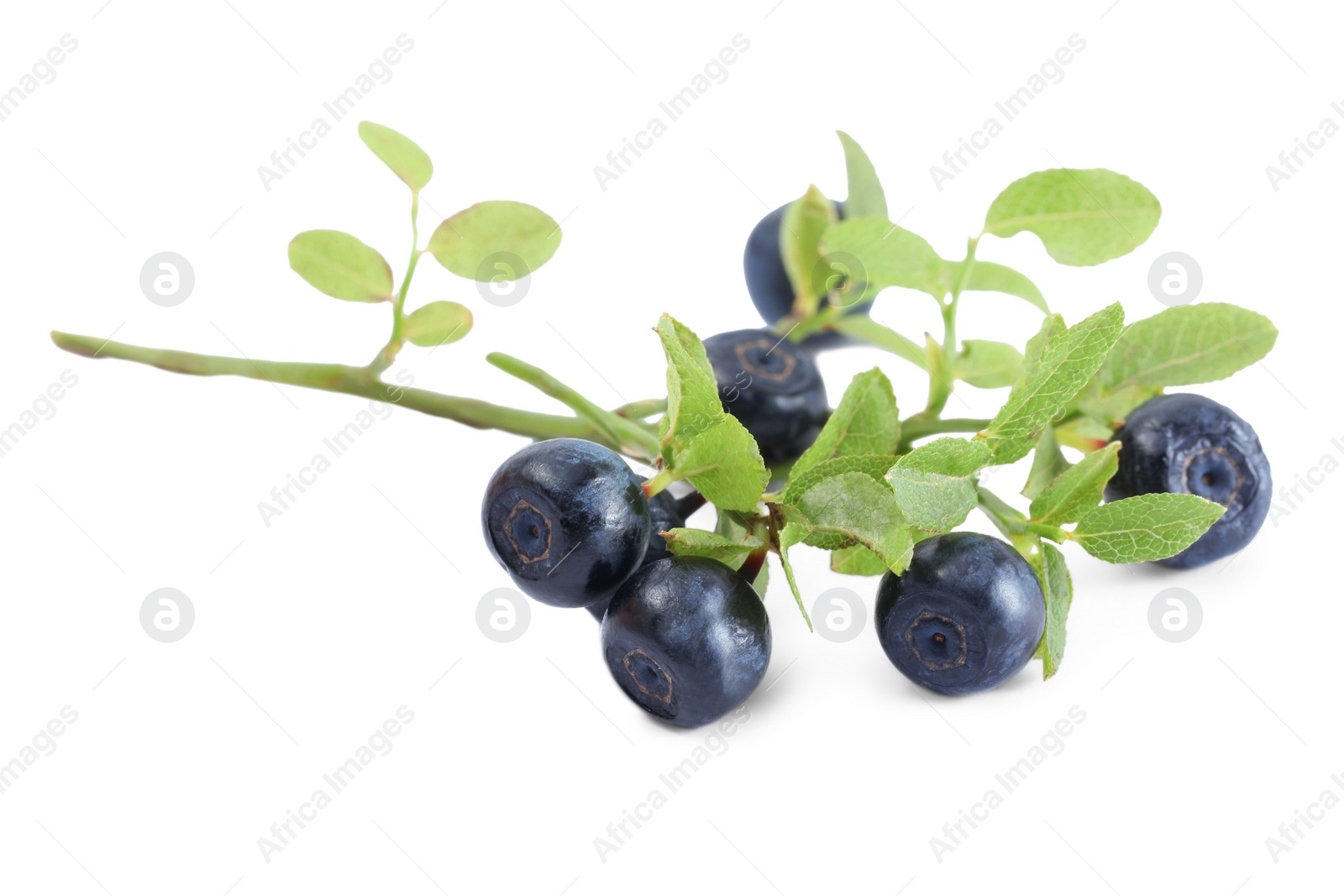 Photo of Branch with ripe bilberries and green leaves isolated on white