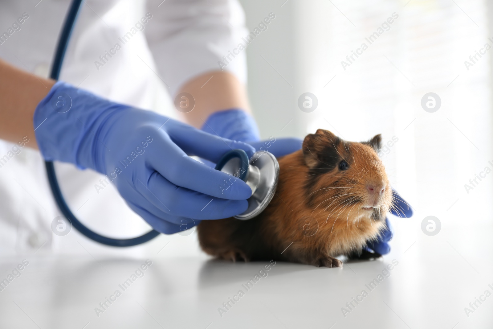 Photo of Female veterinarian examining guinea pig in clinic, closeup