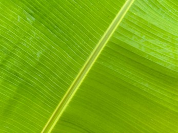 Photo of Closeup view of fresh green banana leaf as background