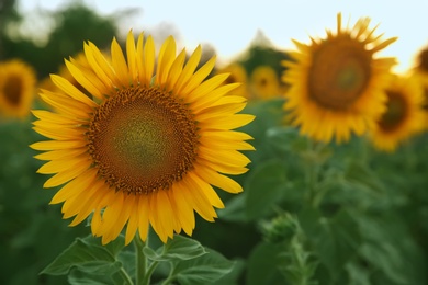 Photo of Beautiful sunflower growing in field, closeup. Space for text