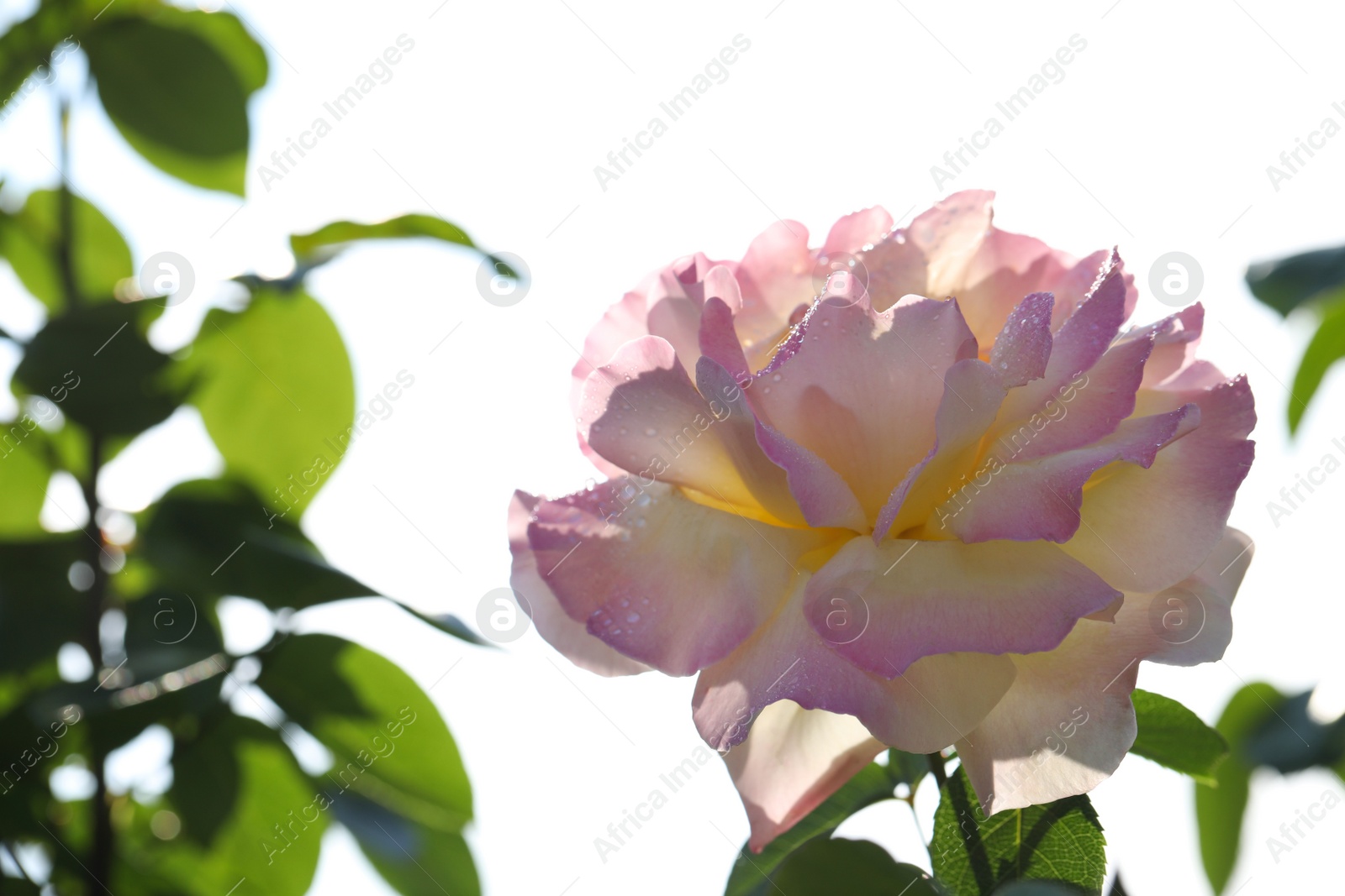 Photo of Beautiful blooming rose in garden on sunny day, space for text