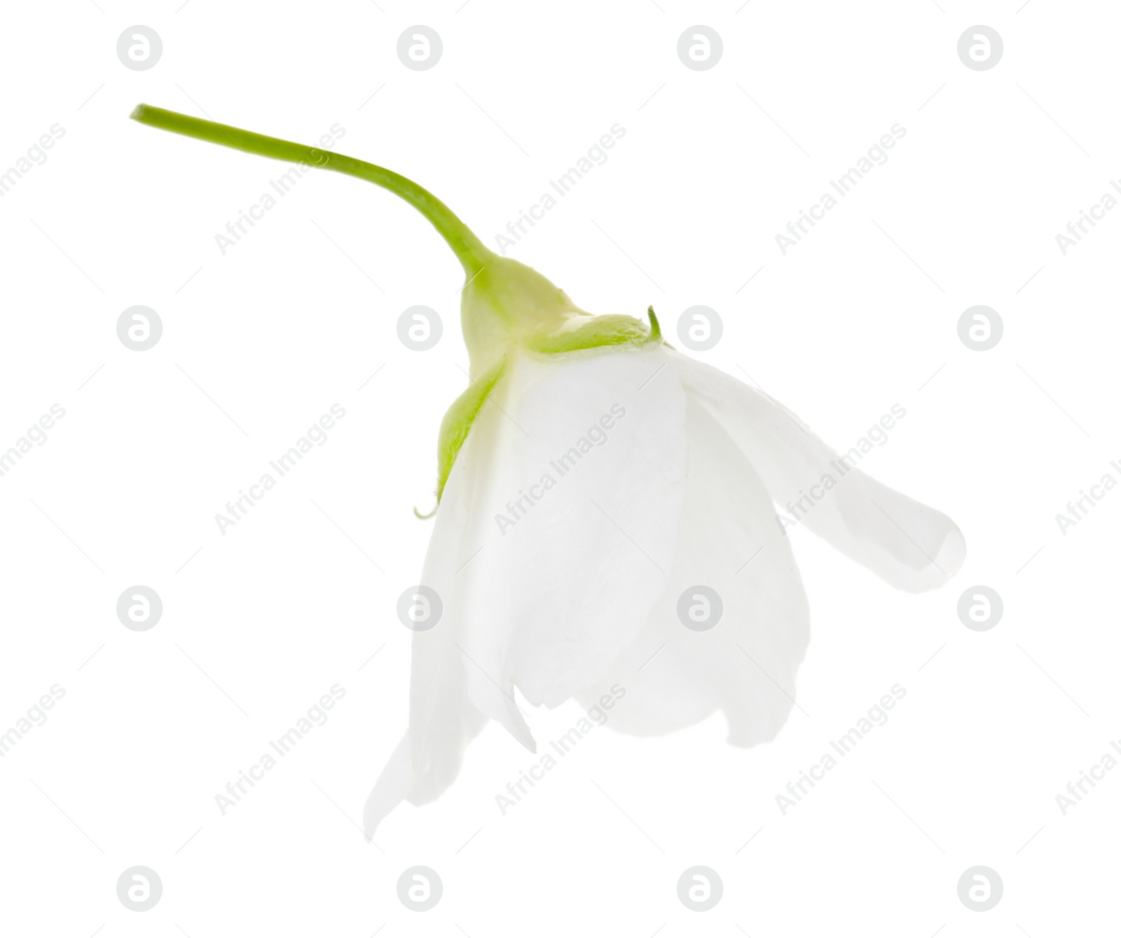 Photo of Beautiful delicate jasmine flower isolated on white