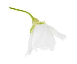 Photo of Beautiful delicate jasmine flower isolated on white