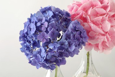 Photo of Beautiful bright hortensia flowers on light background, closeup