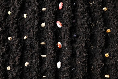 Photo of Many different vegetable seeds in fertile soil, top view