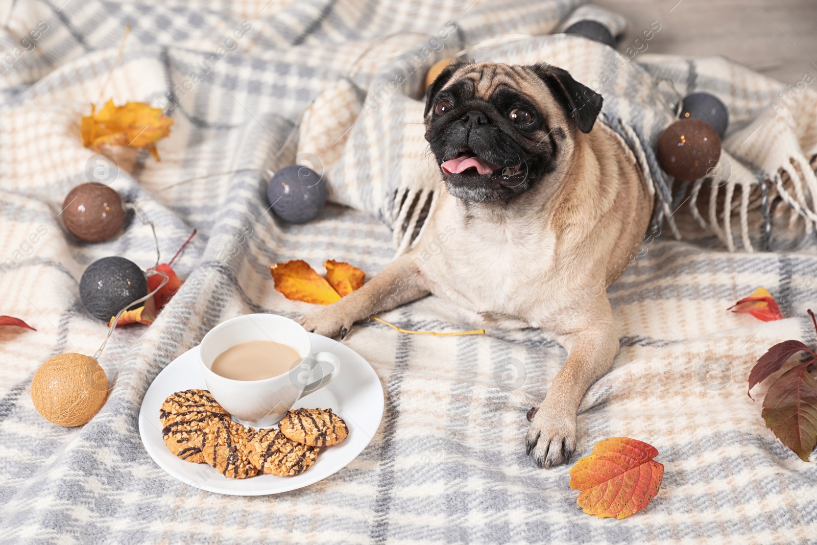 Photo of Cute pug dog with blanket, hot drink and cookies on floor at home. Cozy winter