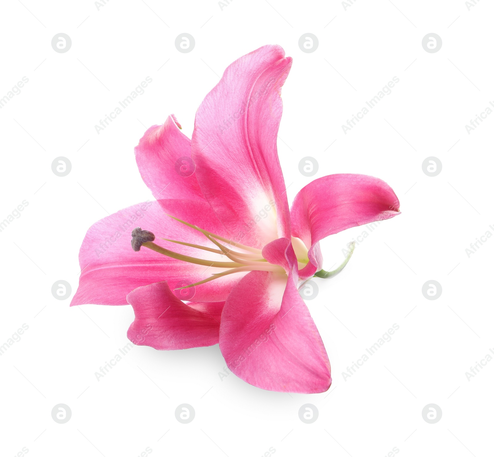 Photo of Beautiful pink lily flower isolated on white