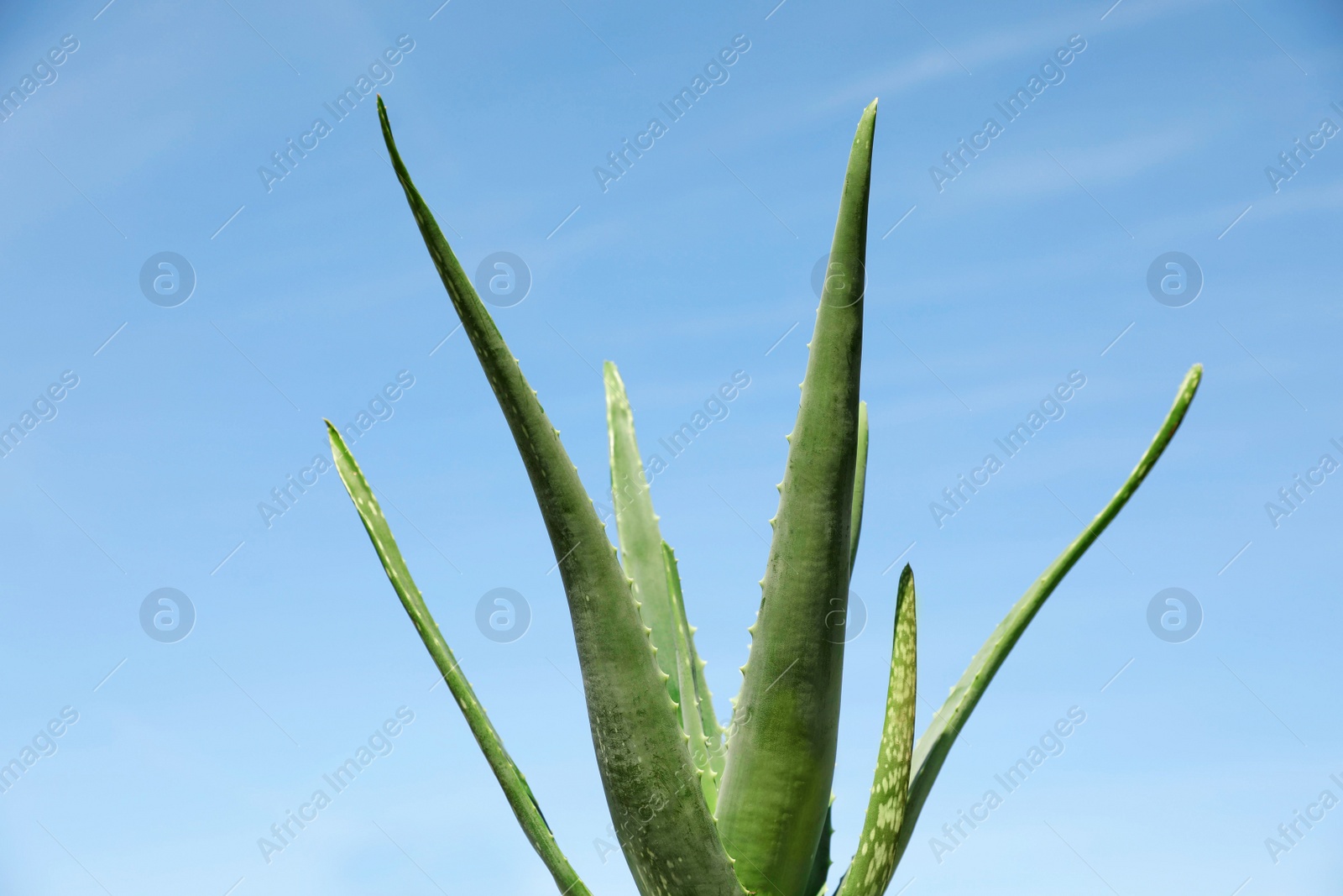 Photo of Green aloe vera leaves against blue sky, closeup