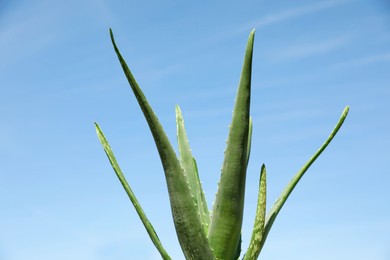 Photo of Green aloe vera leaves against blue sky, closeup