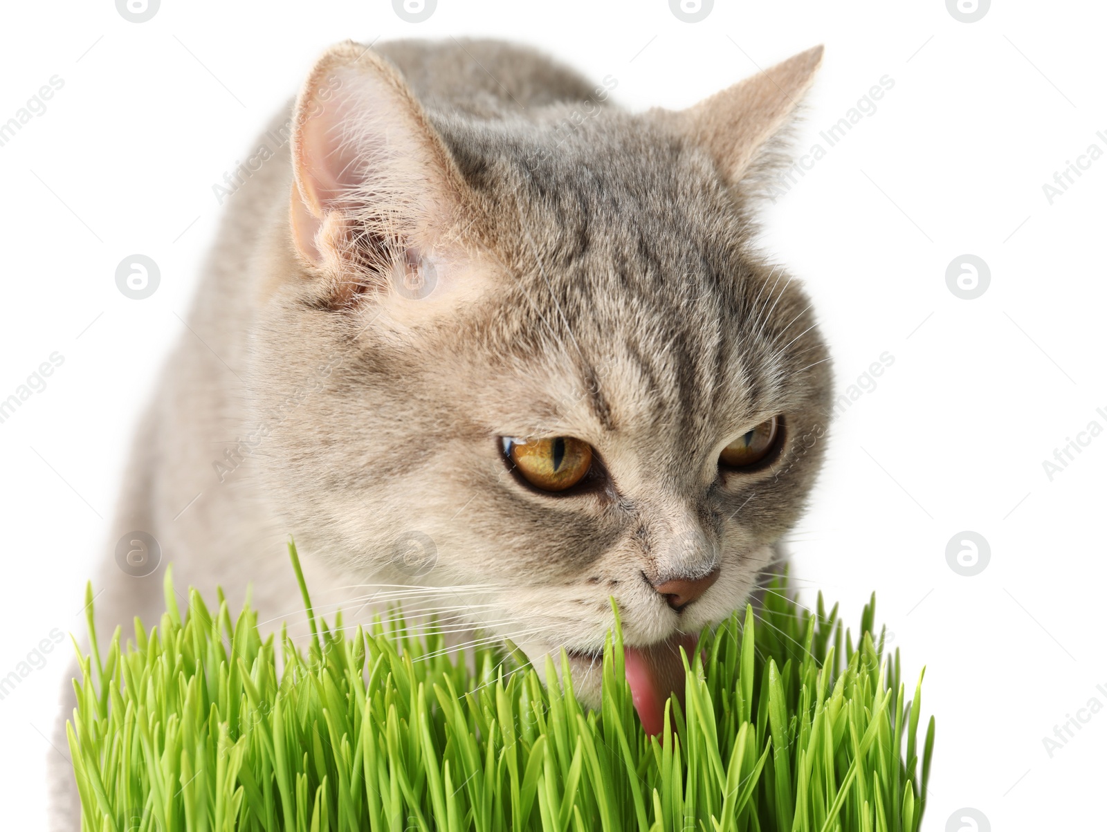 Photo of Cute cat eating fresh green grass isolated on white