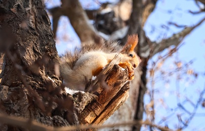 Cute squirrel with walnut on acacia tree in winter forest