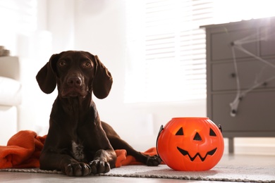 Photo of Adorable German Shorthaired Pointer dog with Halloween trick or treat bucket indoors