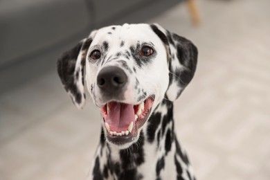 Photo of Adorable Dalmatian dog in room. Lovely pet