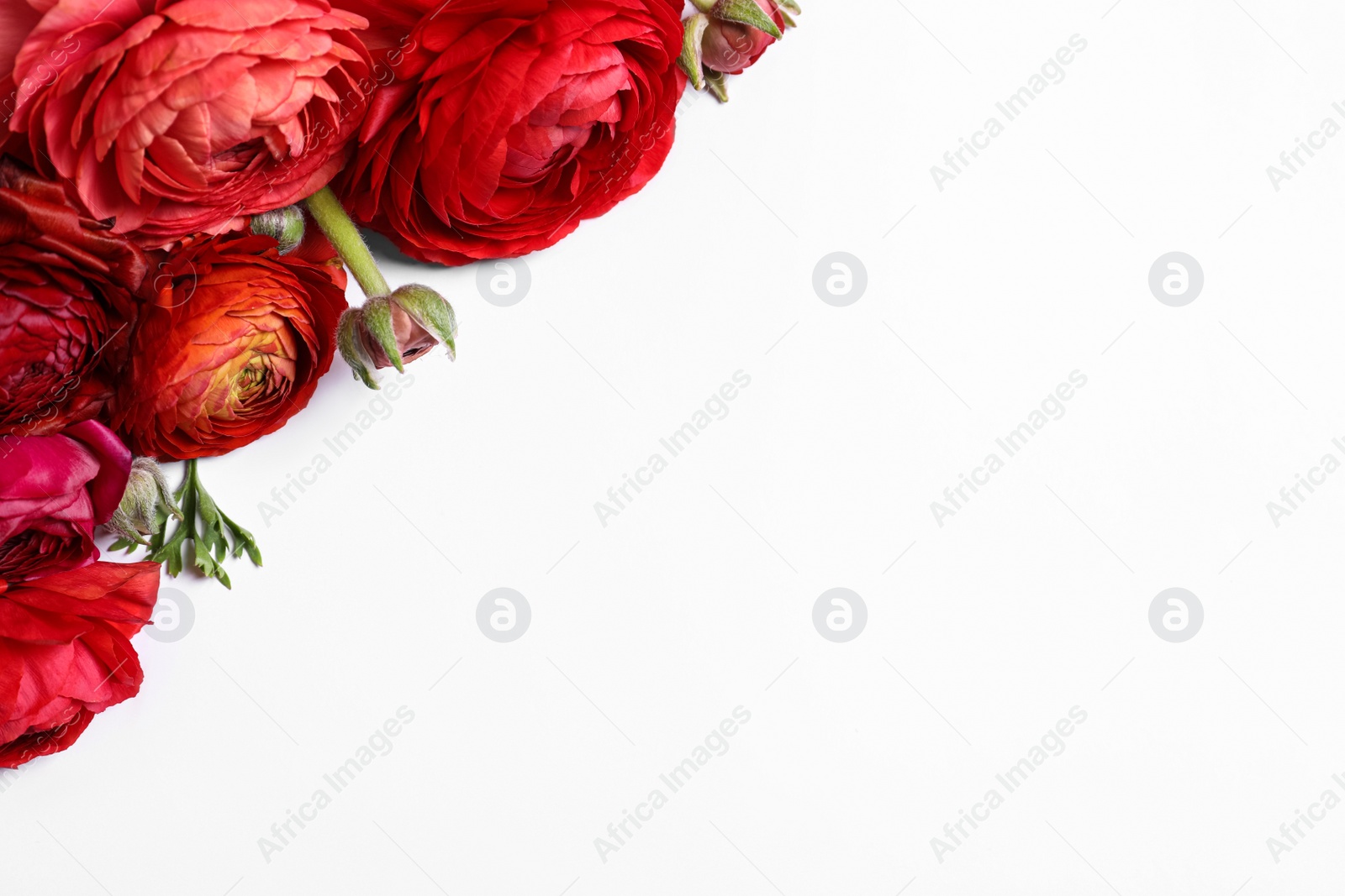 Photo of Beautiful ranunculus flowers on white background, top view