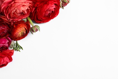 Photo of Beautiful ranunculus flowers on white background, top view