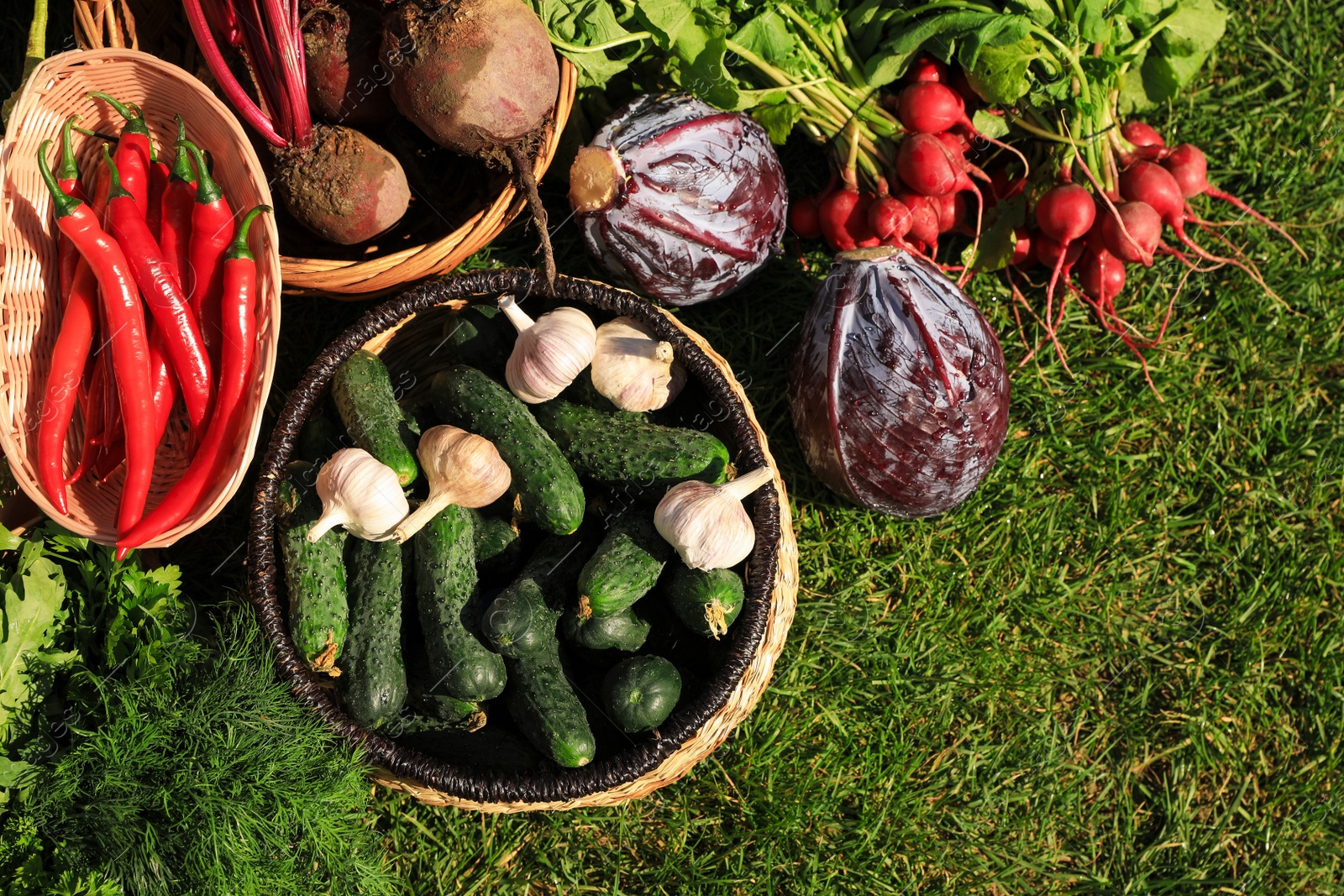 Photo of Different fresh ripe vegetables on green grass, flat lay