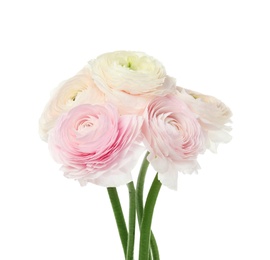 Beautiful spring ranunculus flowers isolated on white