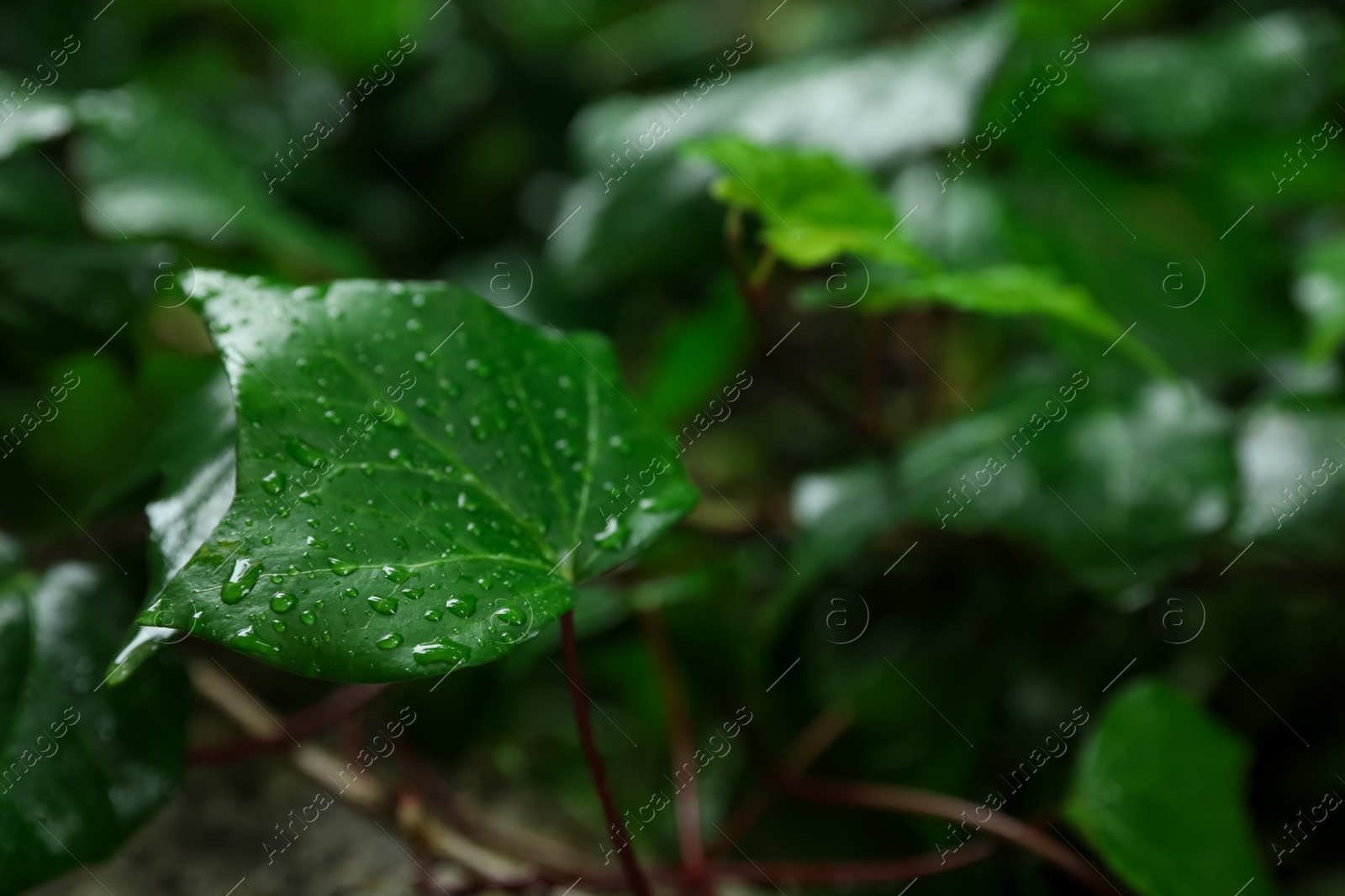 Photo of Beautiful green leaves with water drops on blurred background, closeup. Space for text