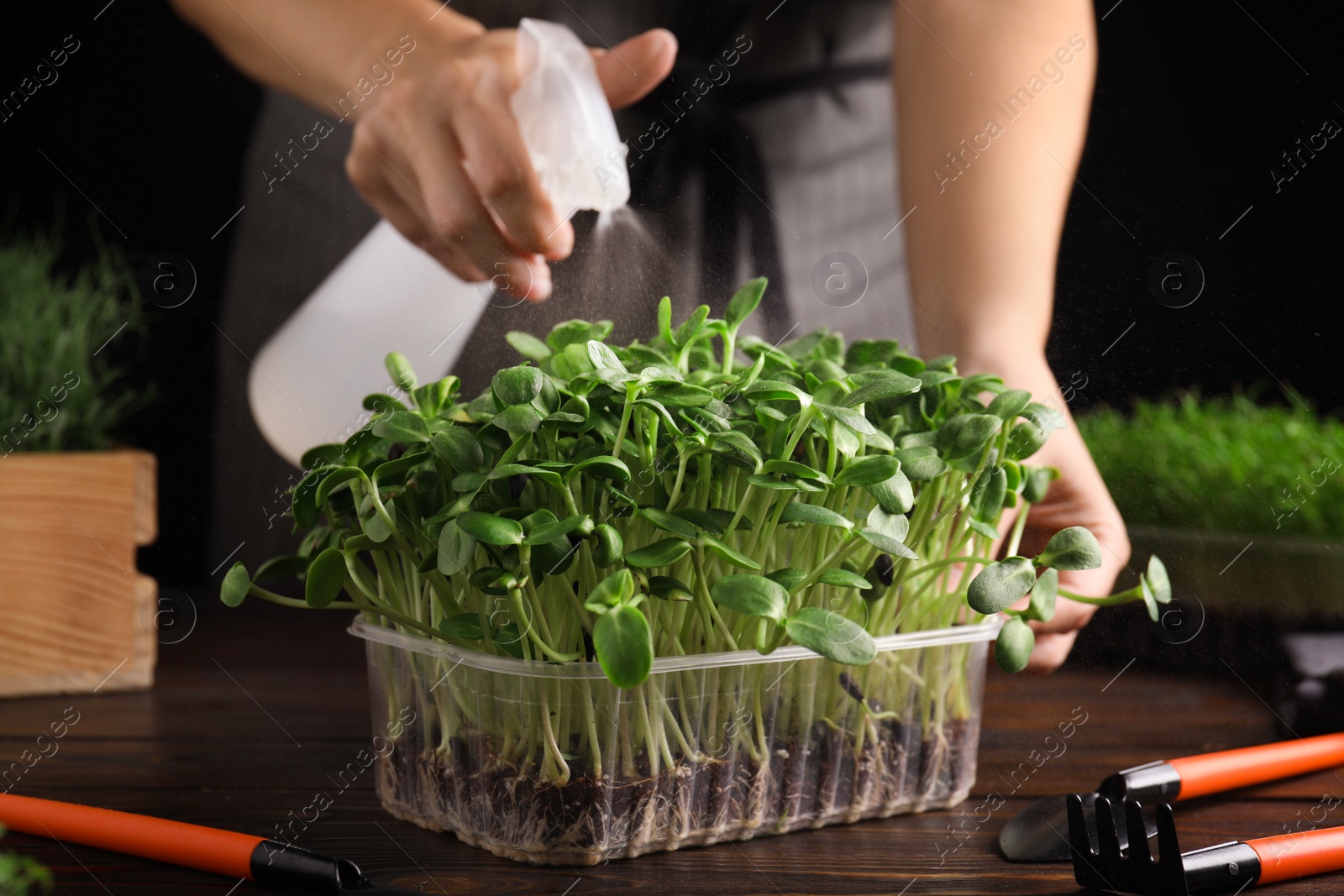 Photo of Woman spraying microgreen with water at wooden table, closeup