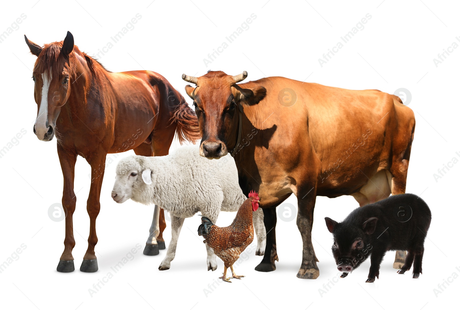 Image of Collage with horse and other pets on white background