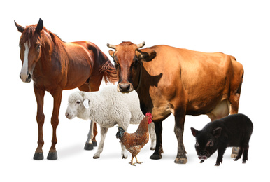 Image of Collage with horse and other pets on white background