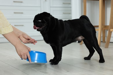 Photo of Woman feeding her adorable Pug dog in kitchen, closeup