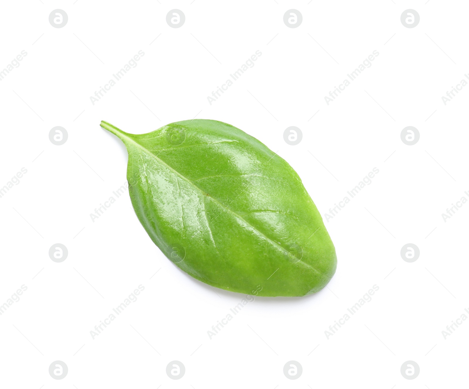 Photo of Fresh green basil leaf on white background