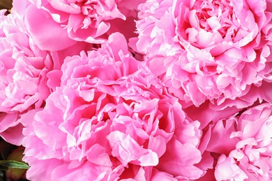 Beautiful fragrant peony flowers as background