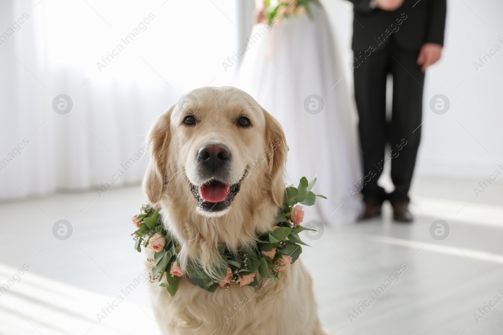 Photo of Adorable golden Retriever wearing wreath made of beautiful flowers on wedding