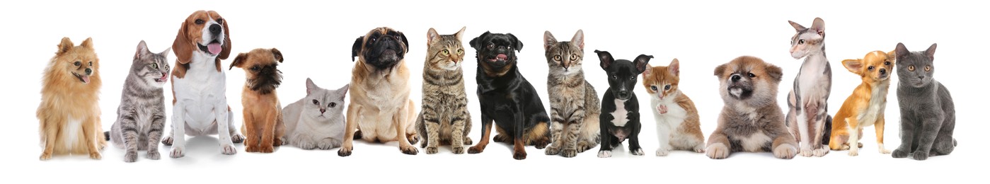 Cute dogs and cats on white background. Banner design