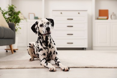 Adorable Dalmatian dog lying on rug indoors