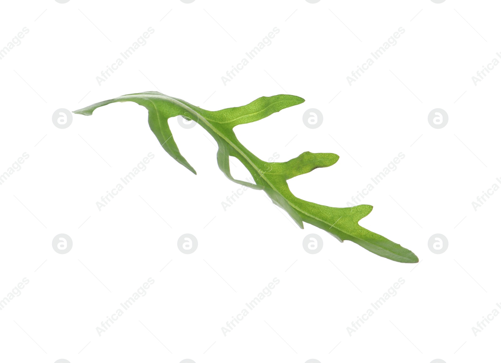 Photo of Leaf of fresh arugula isolated on white