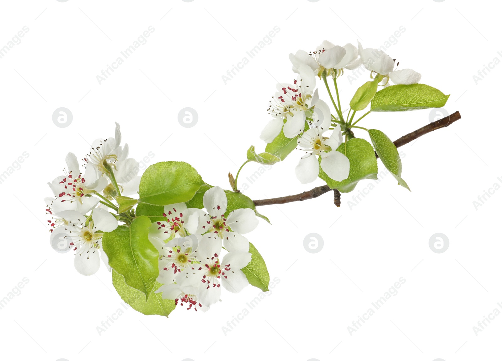 Photo of Beautiful blossoming pear tree branch with flowers on white background