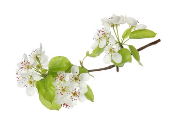 Beautiful blossoming pear tree branch with flowers on white background