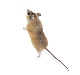 Photo of Spiny mouse and running ball on white background