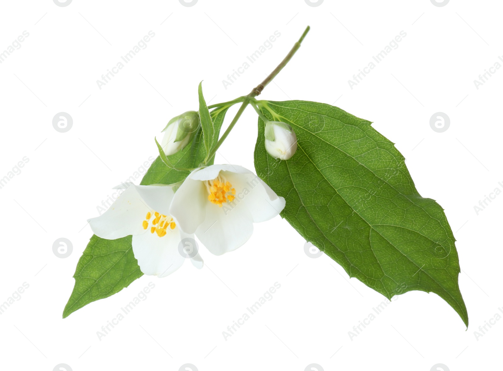 Photo of Branch of jasmine flowers and leaves isolated on white