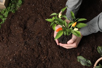 Man transplanting pepper plant into soil, top view. Space for text