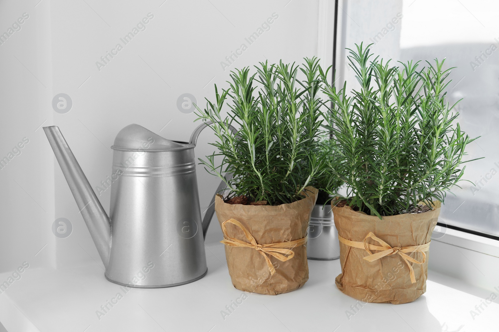 Photo of Aromatic green rosemary in pots and watering can on windowsill