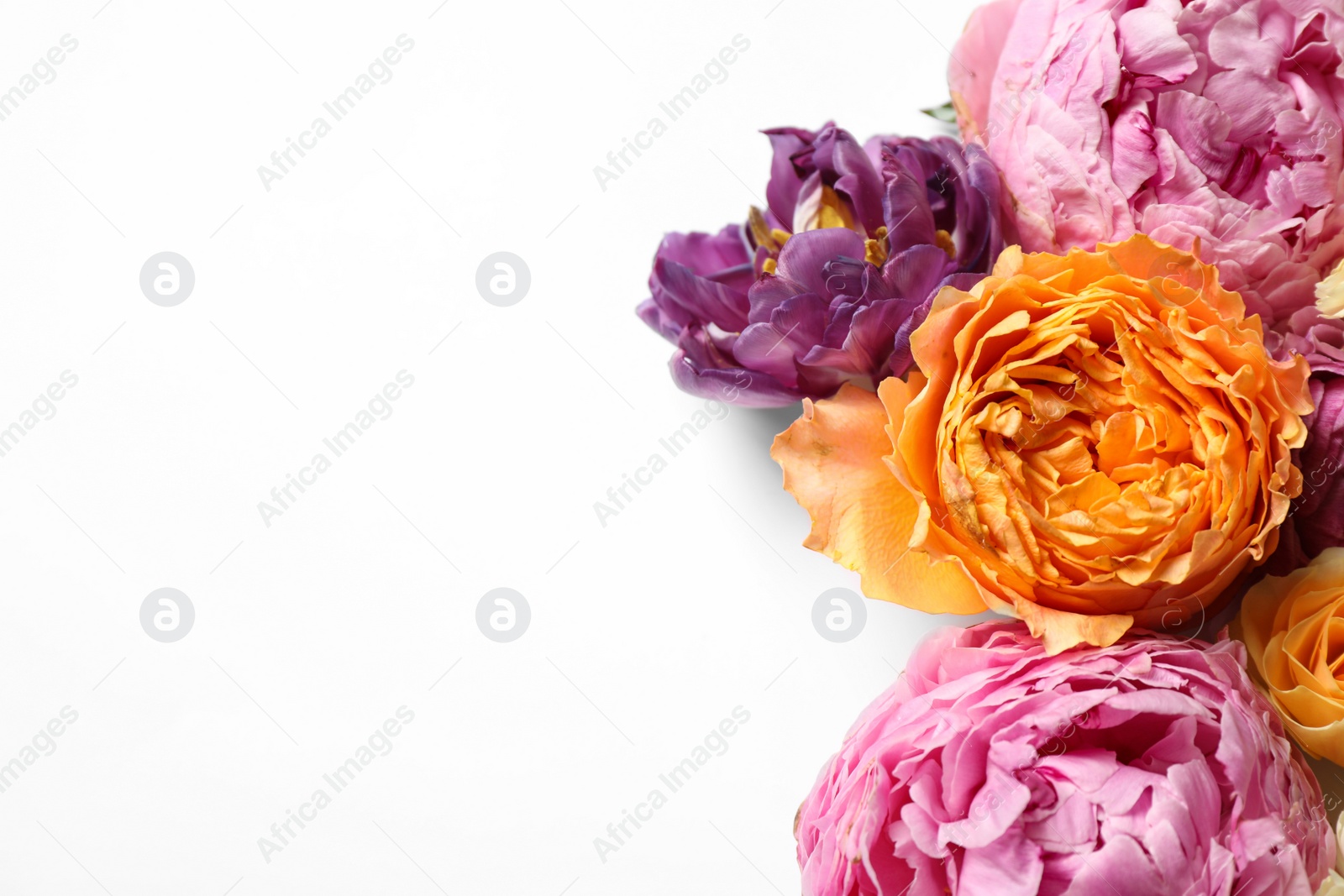 Photo of Beautiful floral composition with flowers on white background, flat lay. Space for text