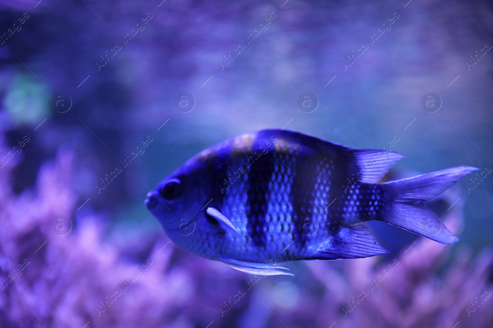 Photo of Beautiful sergeant major fish swimming in clear aquarium