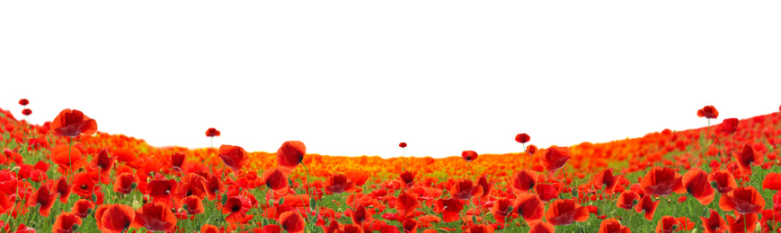 Beautiful red poppy flowers growing in field on white background. Banner design