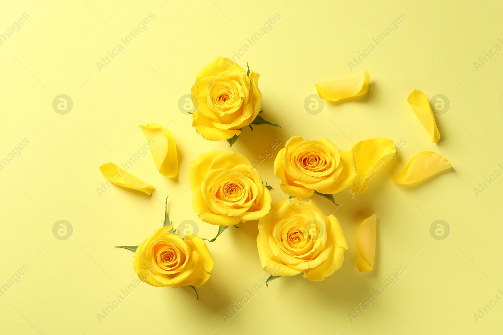 Photo of Beautiful roses on yellow background, flat lay