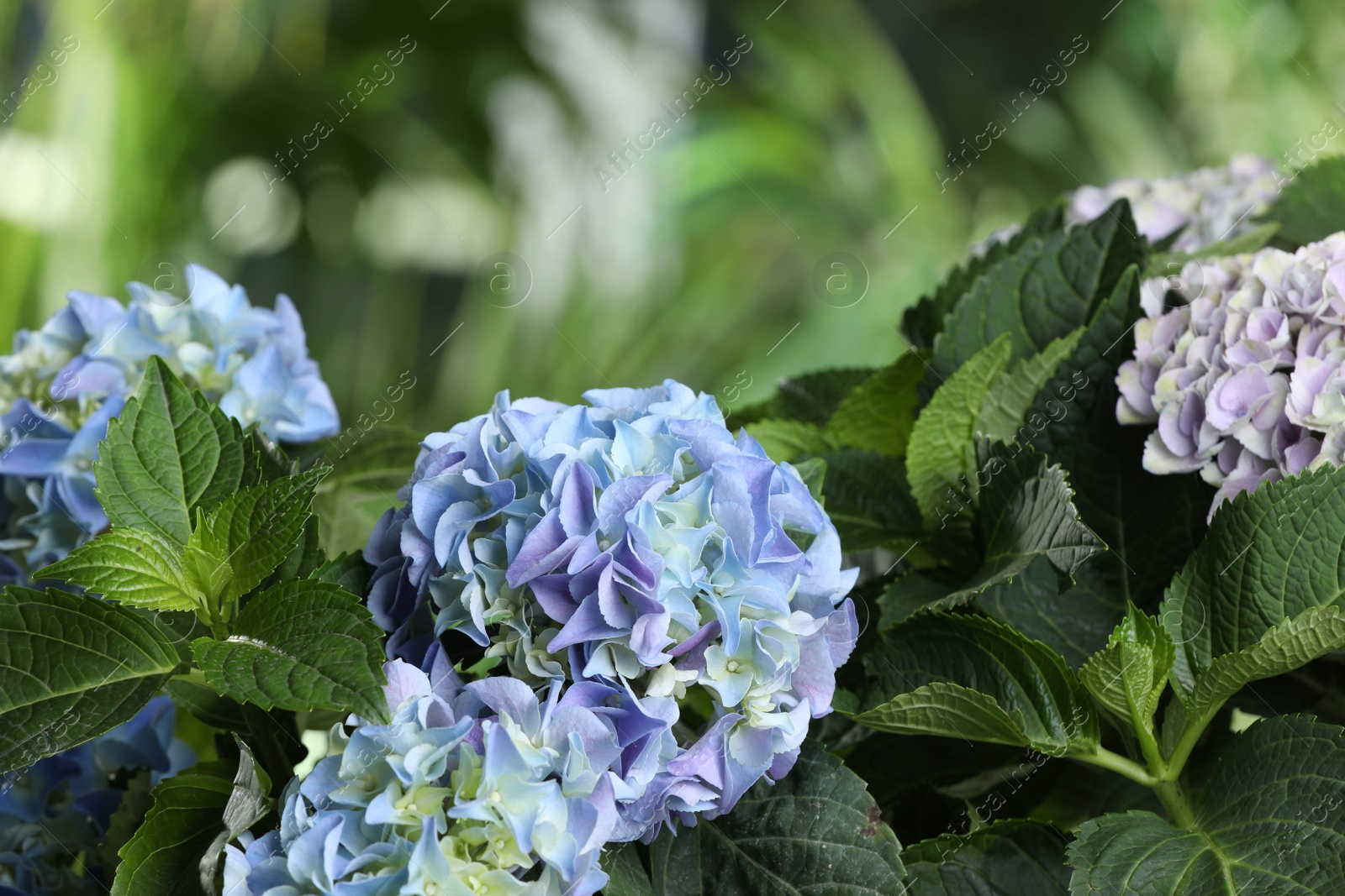 Photo of Beautiful hortensia plant with light flowers outdoors, closeup