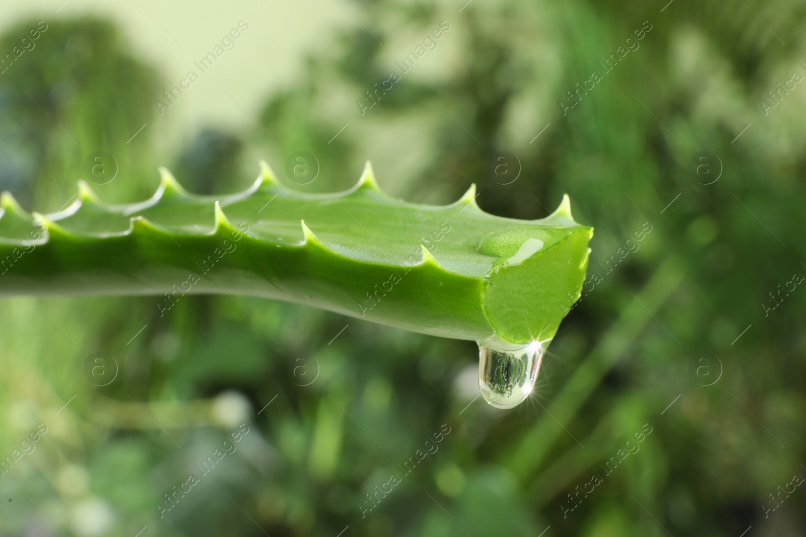 Photo of Leaf of aloe plant with water drop outdoors, closeup