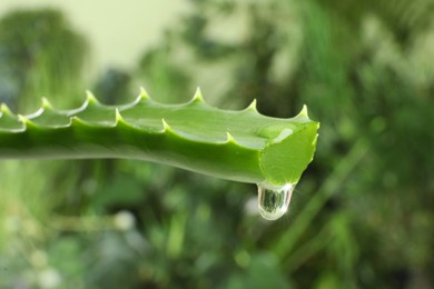Leaf of aloe plant with water drop outdoors, closeup